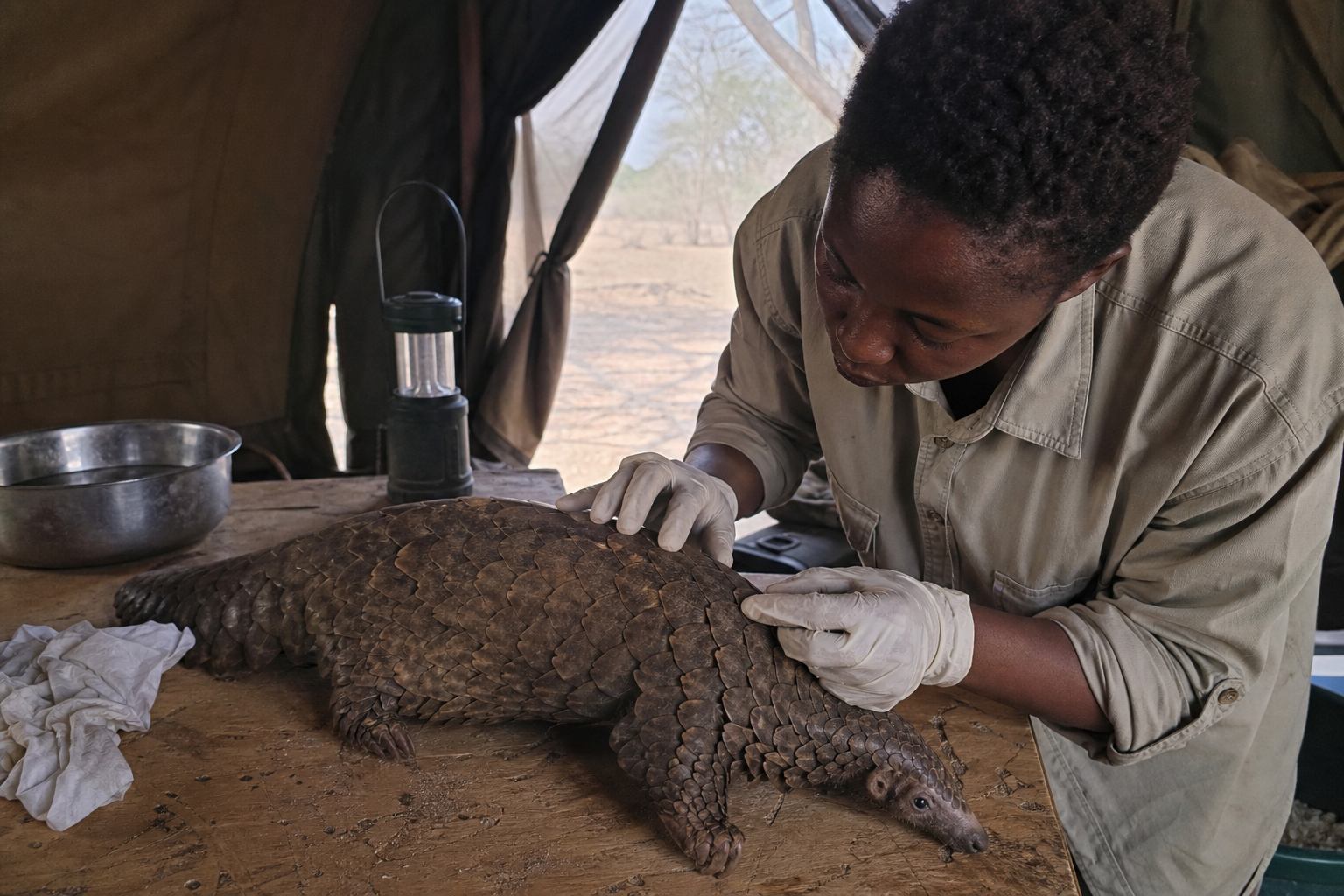 Pangolin receiving scale-and-wound care at a dusty field tent clinic